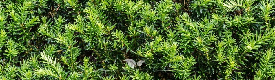 Taxus planten | Venijnboom | Gardline